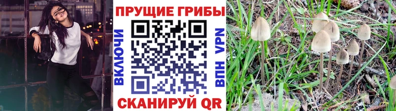 Галлюциногенные грибы Psilocybe Павловский Посад